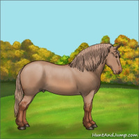 Horse Color:Red Dun 