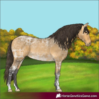 Horse Color:Buckskin Ice Rabicano