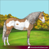 Horse Color:Silver Buckskin Frame 