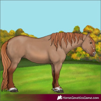 Horse Color:Red Dun 