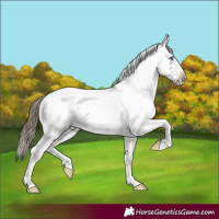 Horse Color:White Spotted Smoky Black Splash Frame Appaloosa 