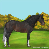 Horse Color:Brown Tobiano 