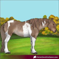 Horse Color:Liver Red Dun Tobiano Rabicano 
