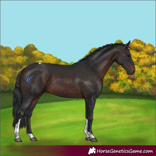 Horse Color:Brown Tobiano 