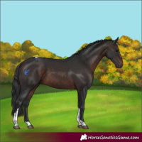 Horse Color:Brown Tobiano 