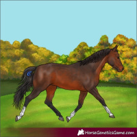 Horse Color:Brown Tobiano 