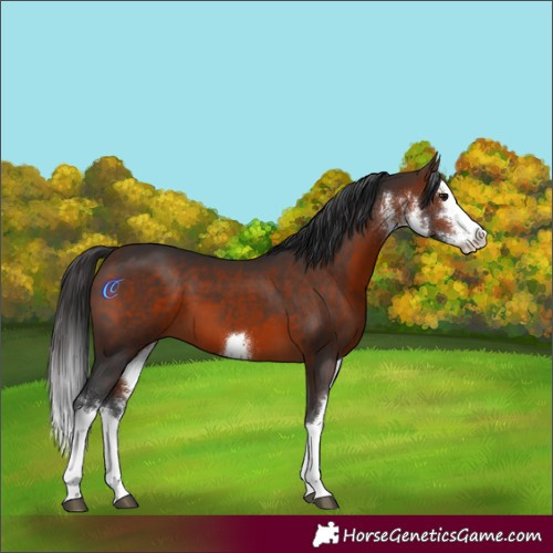 Horse Color:White Spotted Brown Splash 