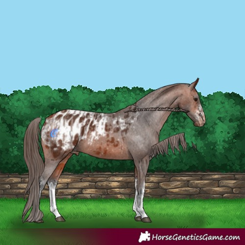 Horse Color:White Spotted Bay Appaloosa  and White Spotted Bay Appaloosa 