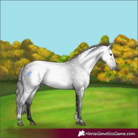 Horse Color:Gray Brown Tobiano Rabicano 