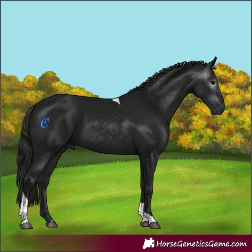 Horse Color:Gray Black Tobiano 