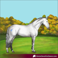 Horse Color:Gray Brown Dun Tobiano 
