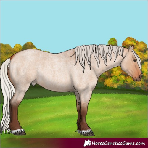 Horse Color:Silver Bay Roan Dun Rabicano 