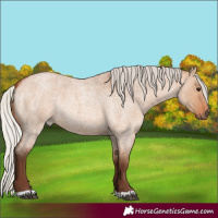 Horse Color:Silver Bay Roan Dun Rabicano 