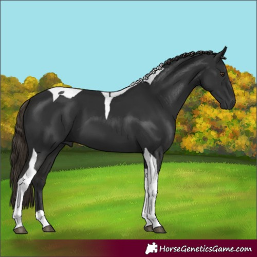 Horse Color:Gray Liver Chestnut Tobiano 