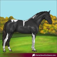 Horse Color:Gray Liver Chestnut Tobiano 