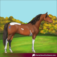Horse Color:Bay Tobiano