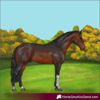 Horse Color:Brown Tobiano 
