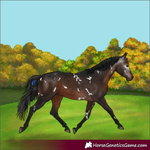 Horse Color:Gray White Spotted Brown 