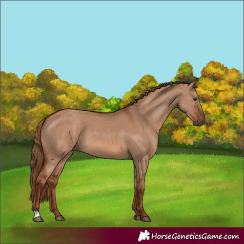 Horse Color:Red Dun 