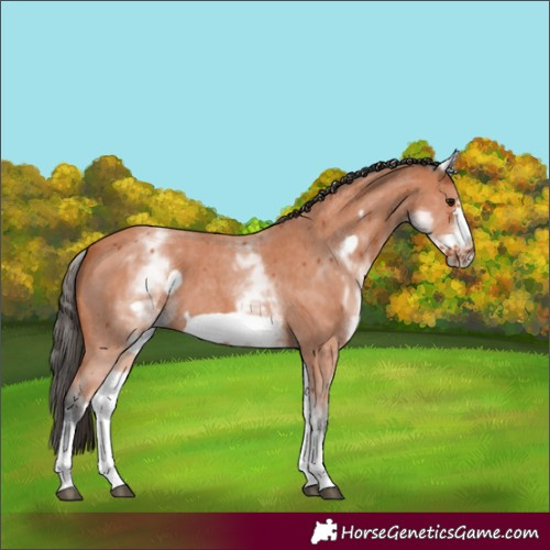 Horse Color:White Spotted Bay Sabino Frame 