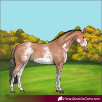 Horse Color:White Spotted Bay Sabino Frame