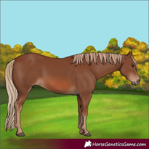 Horse Color:Chestnut 