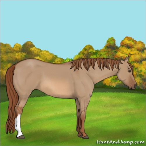 Horse Color:Red Dun 