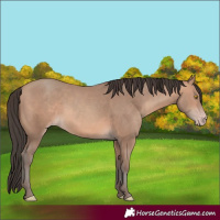 Horse Color:Amber Champagne 