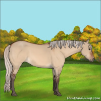 Horse Color:Silver Bay Dun