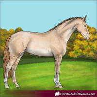 Horse Color:Buckskin Pearl Tobiano 