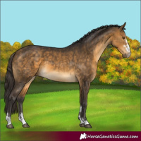 Horse Color:Buckskin 