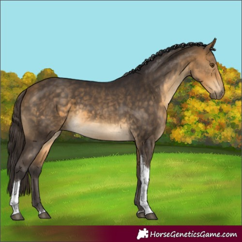 Horse Color:Buckskin Tobiano 