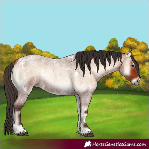 Horse Color:White Spotted Bay Roan Onyx 