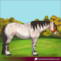 Horse Color:White Spotted Bay Roan Onyx
