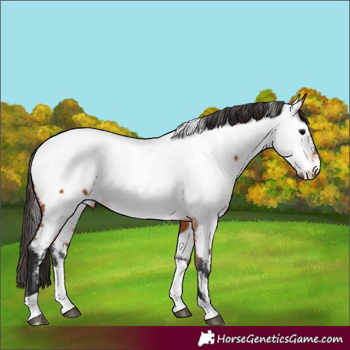 Horse Color:Bay Tobiano Appaloosa 