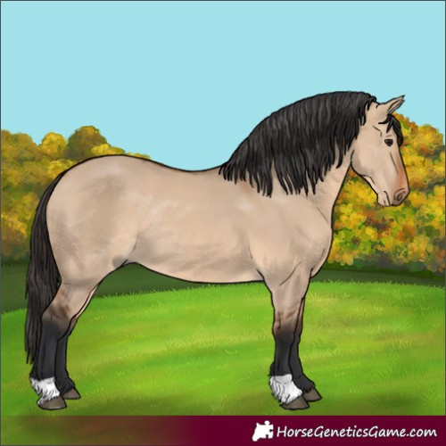 Horse Color:Bay Dun Rabicano 