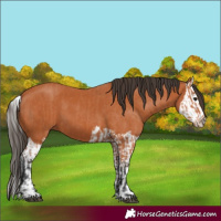 Horse Color:Bay  and Bay Splash 