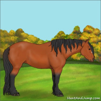 Horse Color:Bay 