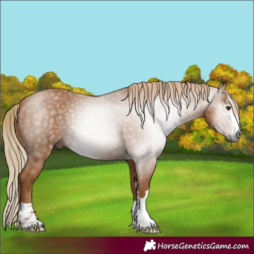 Horse Color:Gray Chestnut 