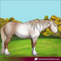 Horse Color:Gray Chestnut 