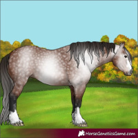 Horse Color:Gray Bay 