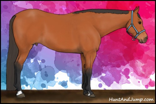 Horse Color:Bay 