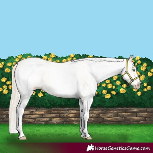 Horse Color:White Spotted Gold Cream Champagne 