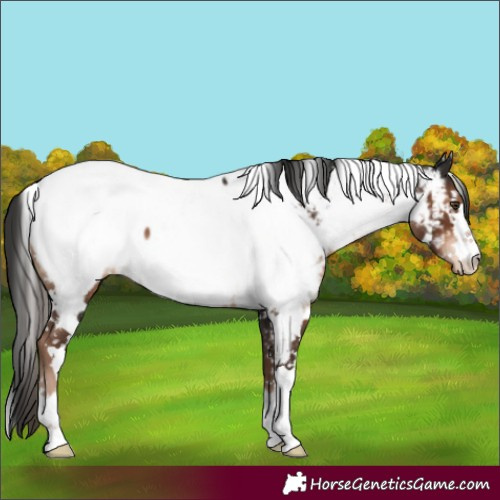 Horse Color:White Spotted Liver Chestnut Appaloosa 