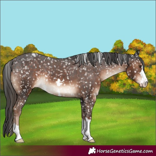 Horse Color:Liver Chestnut Appaloosa 