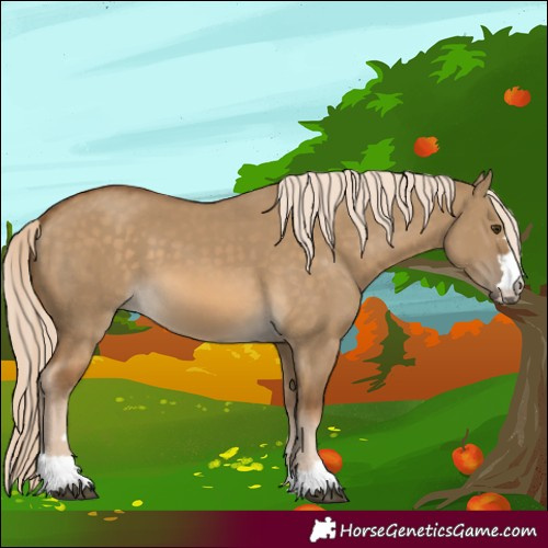 Horse Color:Chocolate Palomino Dun