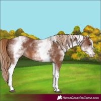 Horse Color:White Spotted Chestnut 
