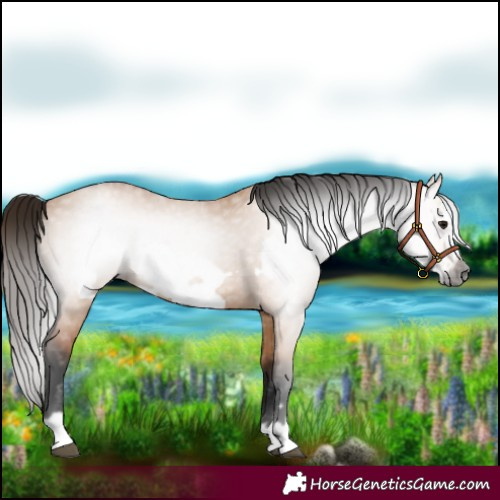 Horse Color:Gray Bay Dun Frame