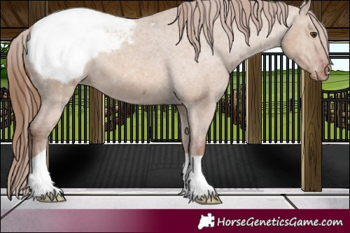 Horse Color:Red Dun Snowcap 