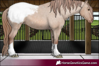 Horse Color:Red Dun Appaloosa 
